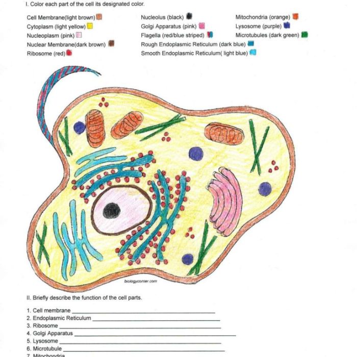 Animal cell coloring answer key