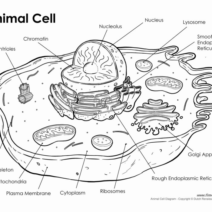 Animal cell coloring answer key