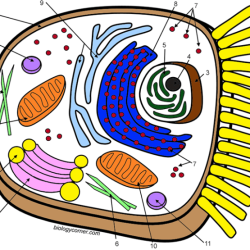 Animal cell coloring answer key