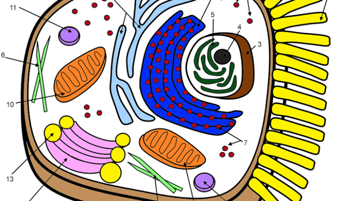 Animal cell coloring answer key