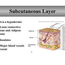 Chapter 18 the integumentary system