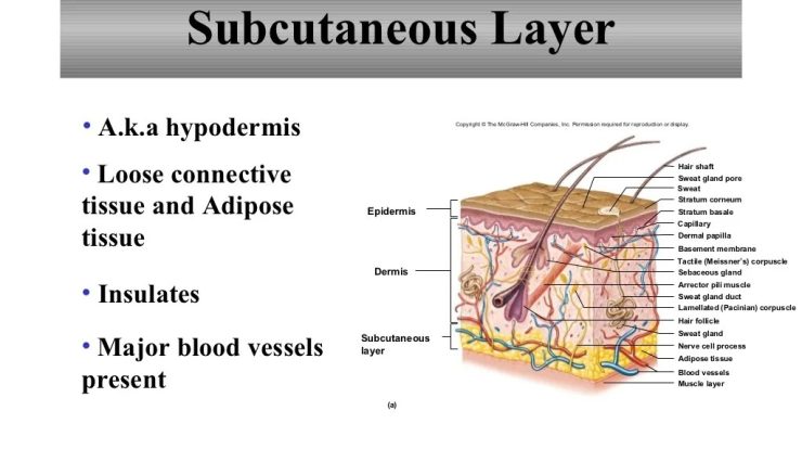 Chapter 18 the integumentary system