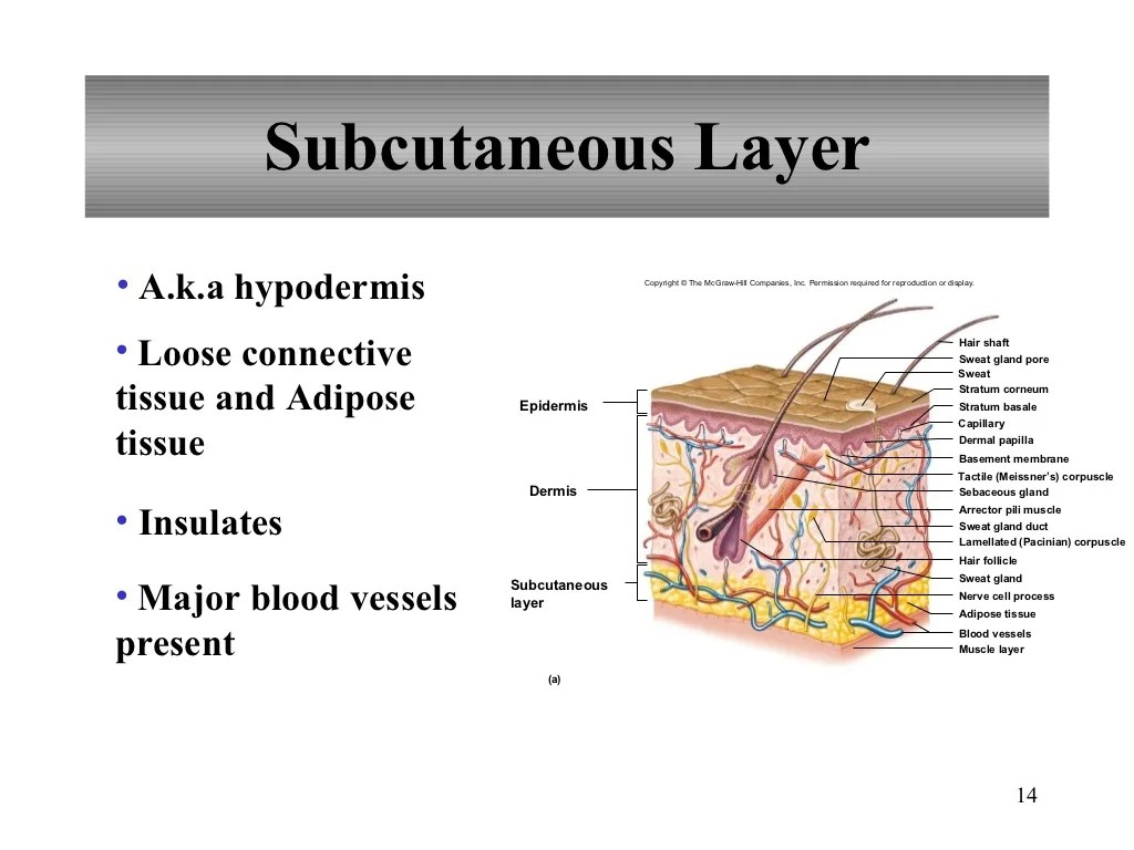 Chapter 18 the integumentary system