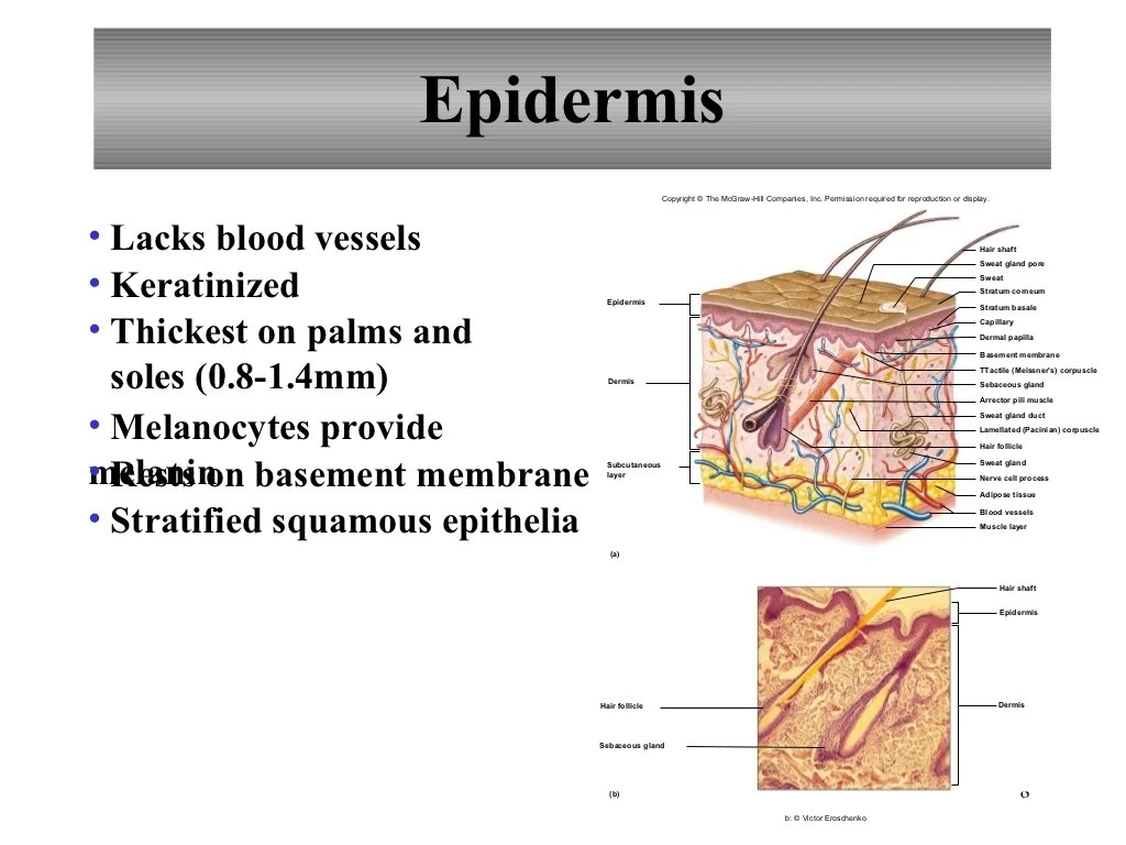 Chapter 18 the integumentary system