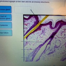 Photomicrographs sections