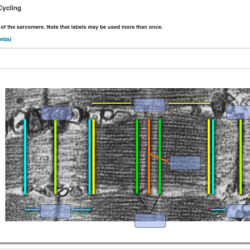 Ip 2.0 cross bridge cycling