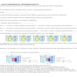 Water potential worksheet ap biology