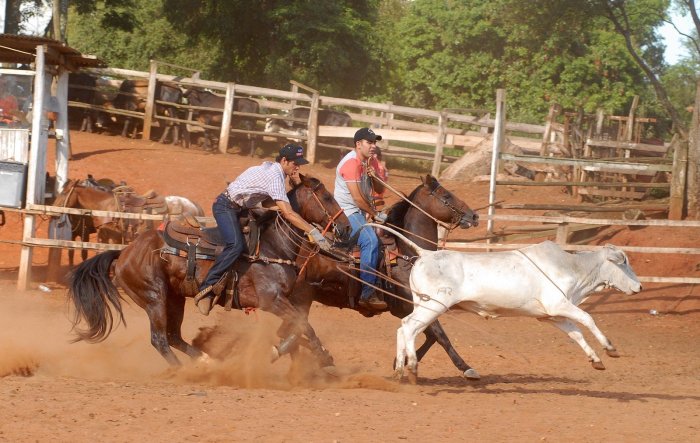 Team roping trevor brazile horses freeimages stock choose board similar