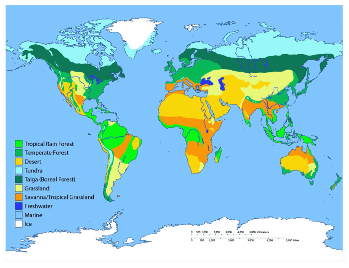 Biome biomes science pyramid climate ecosystems land geography zones chart tundra rainforest temperate terrestrial tropical environment diagram forest distribution grassland