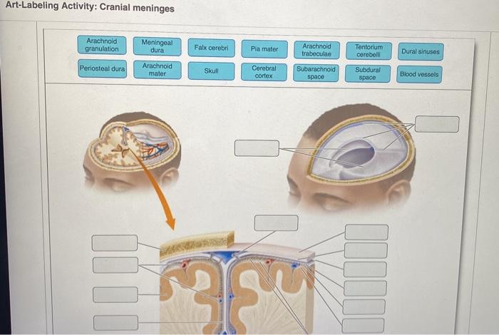 Art labeling activity overview of cranial nerves