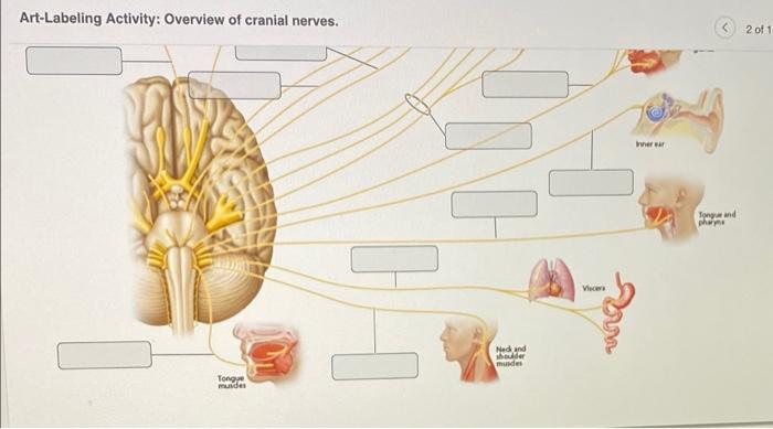 Art labeling activity overview of cranial nerves