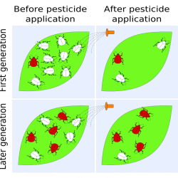 Evolution and pesticide resistance tick tricks answers