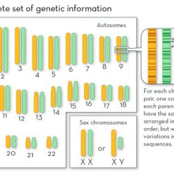 How many genes were present on the avidian chromosome