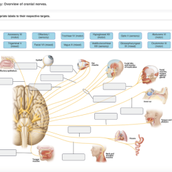 Art labeling activity overview of cranial nerves