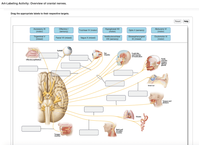 Art labeling activity overview of cranial nerves