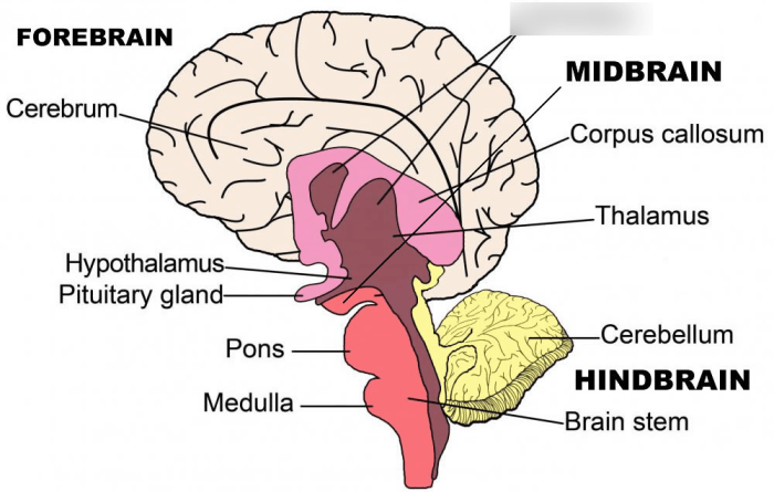 Ap psychology unit 3 sensation and perception practice test